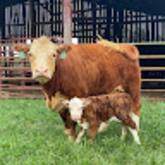 mherefords